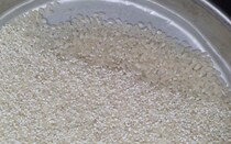 Bulk Broken Rice Low Price Cheap Rice Fed Chicken Duck Rice Low Price Rice Chen Mi Crushed Rice for dog fishing dedicated to cohort