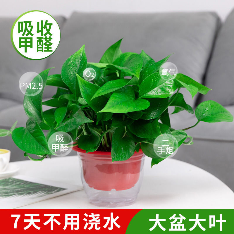 8 suction of formaldehyde purifying air gold Ge potted indoor flowers Good breeding plant Nagato hanging hydroponic gold Ge new