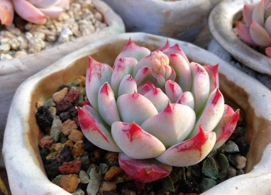 多肉夏天真不能施肥?老师傅给我这样解读