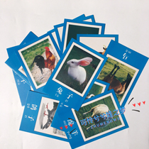Poultry animal picture childrens early education Recognition Card common livestock cognition card kindergarten puzzle teaching aids card