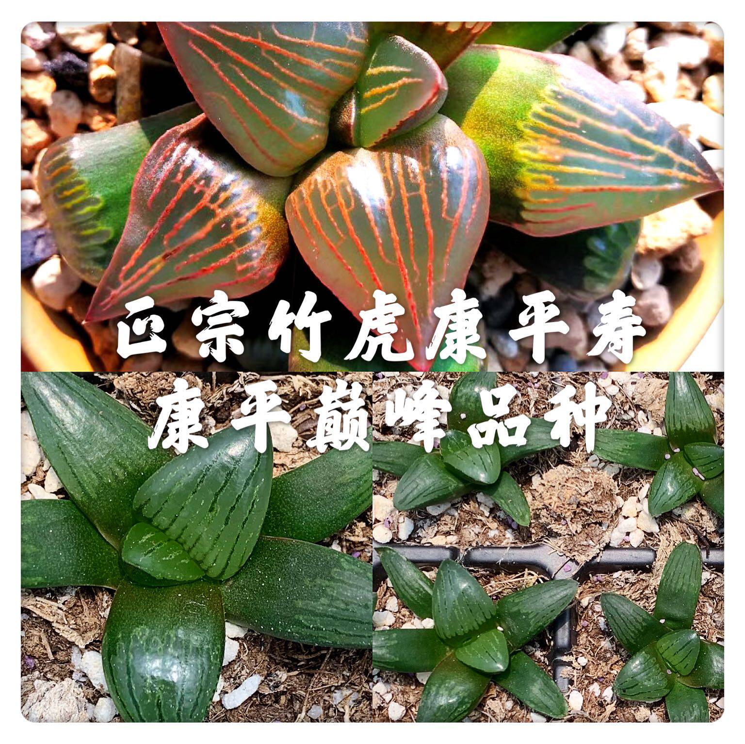 Bamboo Tiger Shou Twelve Volumes Of Succulent Planted Bamboo Tiger Kang Ping Shou The market is fake like a red non-bamboo tiger is a bamboo tiger