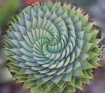 Spiral aloe vera Spiral Aloe vera plant potted Spiral aloe vera seedlings Spiral Aloe Queen view rotating aloe vera seedlings