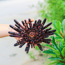 Natural stone pen sea urchin coral living room ornaments home decoration sea chrysanthemum creative window design advertising props