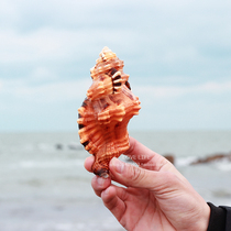 Rare collection Yellow Elephant nose snail natural conch shell home window fish tank landscape wedding photography props