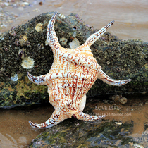 Large natural hexagonal snail Spider snail water word snail conch shell Mediterranean wedding fish tank landscaping props ornaments