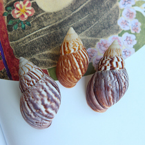 Natural conch shell snail snail hermit crab roll fish replacement shell shrimp escape house fish tank landscape platform