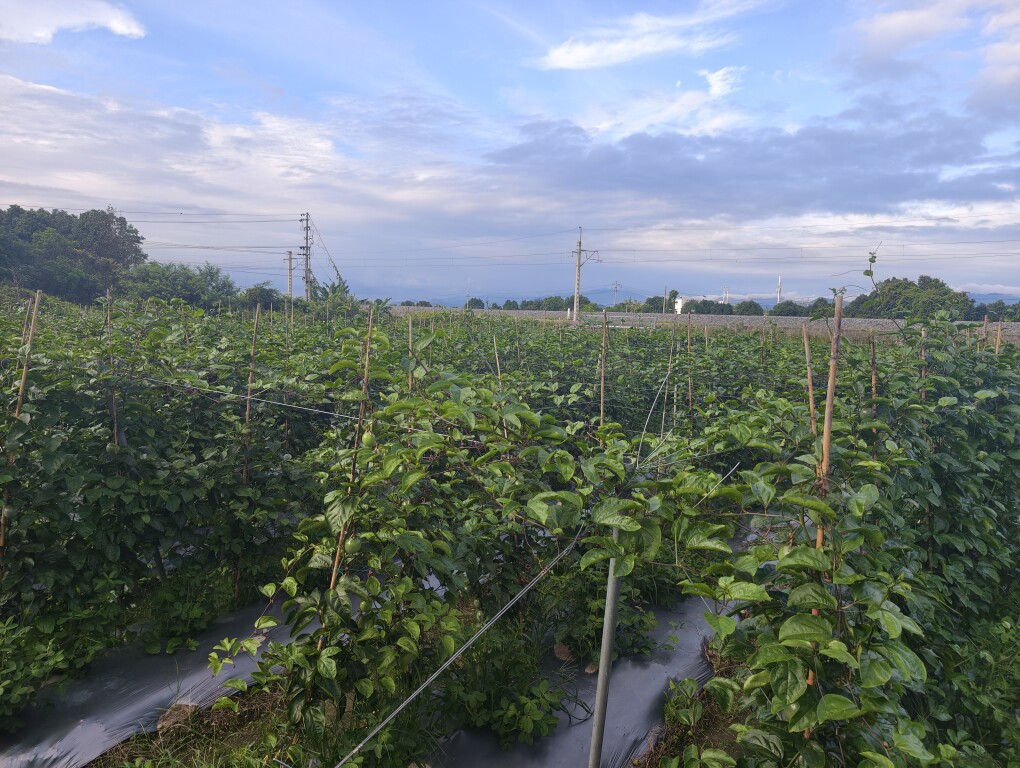 三土百香果