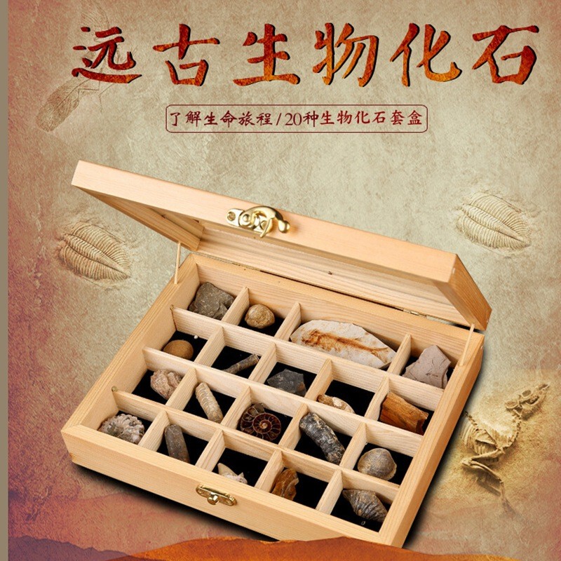 Paleontology Fossil Raw Stone Specimen Set Box, Trilobite Amber Ornamental Stone, Geological Science Teaching Specimen