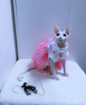 Hairless cat clothes Sphinx custom German pet dog cotton skirt mesh spring summer fried street micro-service private shop