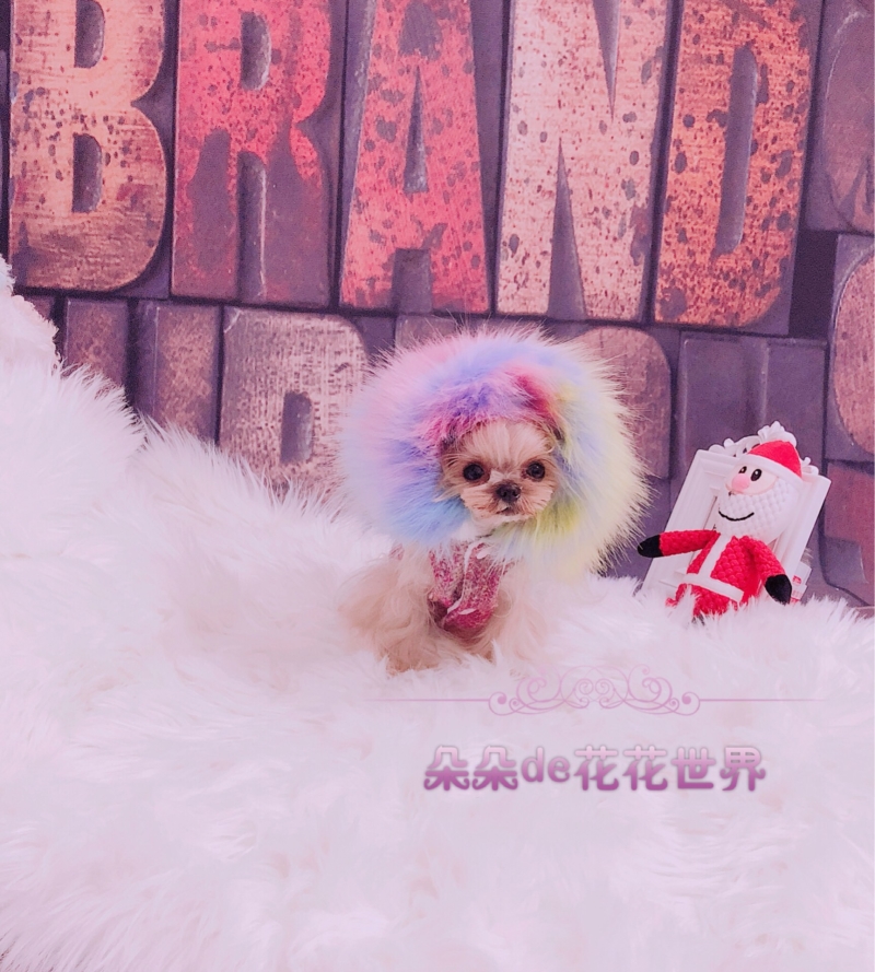 J pet cat and dog clothes Teddy Yorkshire pony fur collar warm small fragrance woolen vest coat