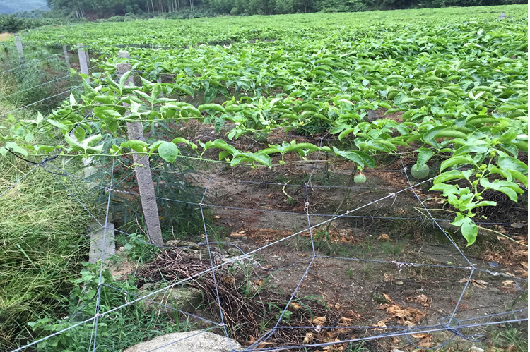 种植百香格果网