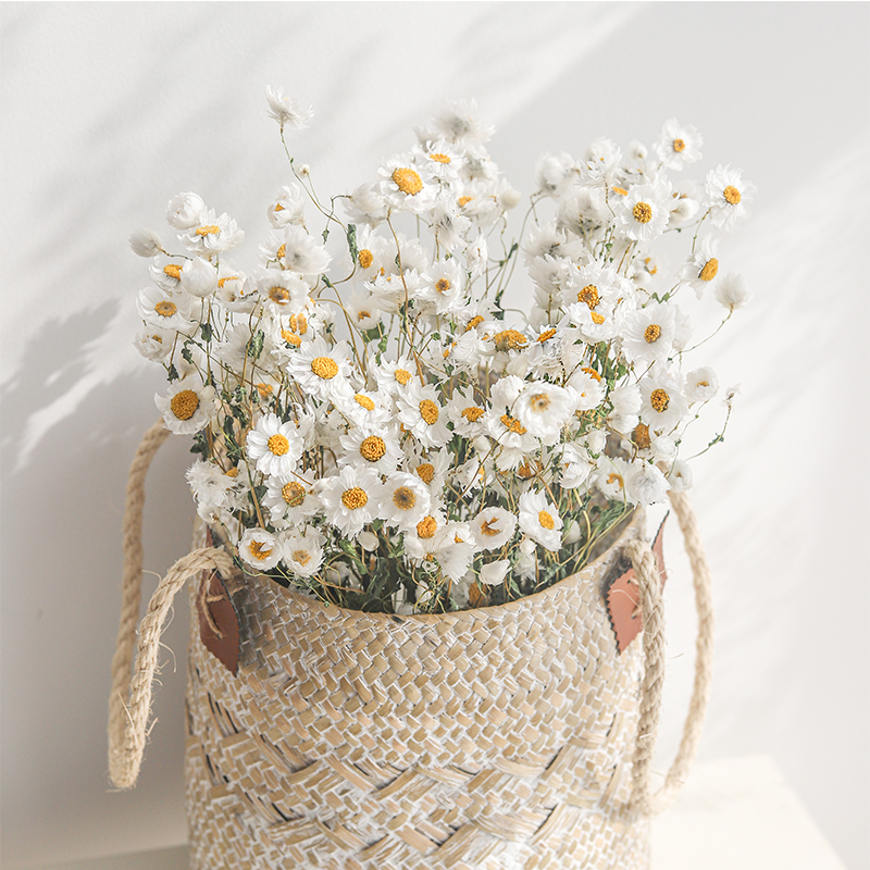 Rudanbird White Dry Flower Rhodanis Small Daisy Ins Fresher Brief Wind Shop Window Home Swing Accessories Shooting Props