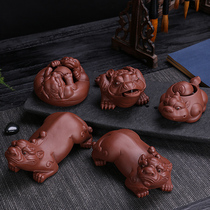 Tea new pet Golden Chuan purple sand to recruit money