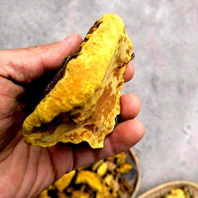 Galang Tibet Linzhi mulberry mulberry sanghuang Lingzhi Phnom Penh tongue whole branch tree chicken mushroom Bomi wild tree fungus 100g