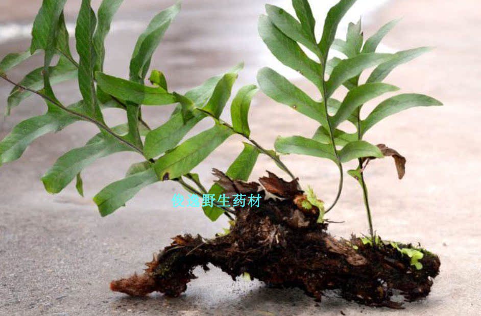 Wild herbs Bone crushing hair tonic ginger climbing rock ginger stone rock ginger hair loss fresh products are now collected