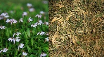 Wild Lobelia half chrysanthemum chrysanthemum grass half flag blowing grass dry