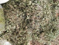 Pure wild Chinese herbal medicine snake Berry snake bubble grass snake grass snake grass snake fruit grass wild Bayberry dry product