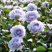 Colored Bush Moon Season Rose Flowers Slim Blue Purple Color Heat Résistant Aroma Aroma Courtyard Balcony plant