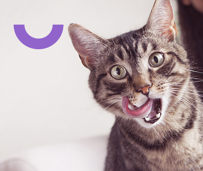 3 chai viên canxi cho mèo Wei Shiwei đa chiều taurine chế phẩm sinh học chứa vi khuẩn lysine - Cat / Dog Health bổ sung sữa bột cho chó con
