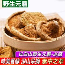 Changbai Mountain wild Yuan mushroom Northeast specialty mushrooms frozen mushrooms dry goods new goods 250g mushrooms hazelnut mushrooms yellow mushrooms
