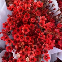 【Сосание цвета】 1 красная зима.