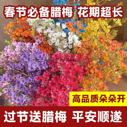 Новый год австралийский цветок австралийский сливовый цветок