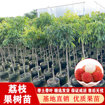 Lychee Tree Miao Smiling Miaoshu Grafted Gui Flavor Lychee Saplings glutinous rice glutinous lychee fruit tree seedlings Back to the year