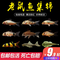 Live fish ornamental fish small tropical fish rat fish live cleaning fish tools Panda Rat Pearl rat