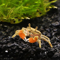 Ornamental crab live crab pet crab hand crab mini chili pepper crab Leopard Point Crab Demon crab stream crab