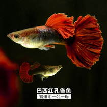 Guppies purebred guppies living anchovies tropical fish freshwater small viviparous ornamental fish live matching pack