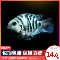 Live ornamental fish mini parrot fish live fish small freshwater fish sapphire blue platinum tropical fish breeding group fish