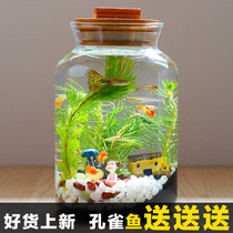 Ornamental ecological bottle fish micro landscape free water free care diy office desktop creative landscape fish tank fish live