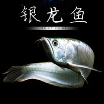 Silver dragon fish live ornamental fish tropical fish large freshwater dragon fish fry Fish Fish Fish Fish Feng Shui fish