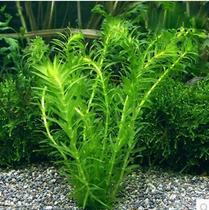 Real aquatic plant living fish tank aquarium landscaping ornamental centipede grass