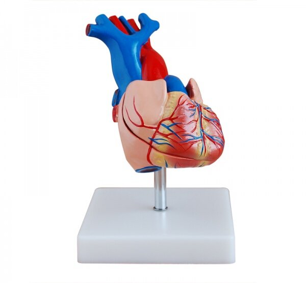 自然大心脏解剖模型  Natural size heart anatomy model