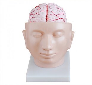 头解剖附脑动脉模型,头部脑动脉教学模型,头部解剖附脑动脉模型