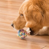 Dog Toy Lighting Ball Training Teddy Small Dog Puppy