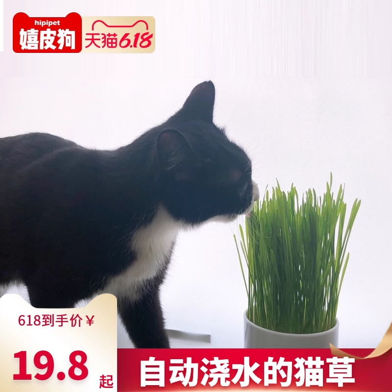 Mèo lúa mì mèo cỏ catnip không cần thủy canh trồng phù hợp với bộ nhổ hạt bóng mèo ăn nhẹ - Đồ ăn nhẹ cho mèo