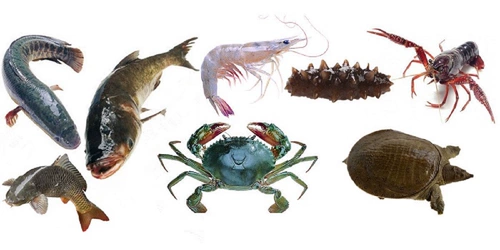 Электролизованные многомерные витамины, специфичные для водных продуктов, усиливают антистрессовую активность рыб, креветок и крабов, многомерный электролизованный северин способствует росту