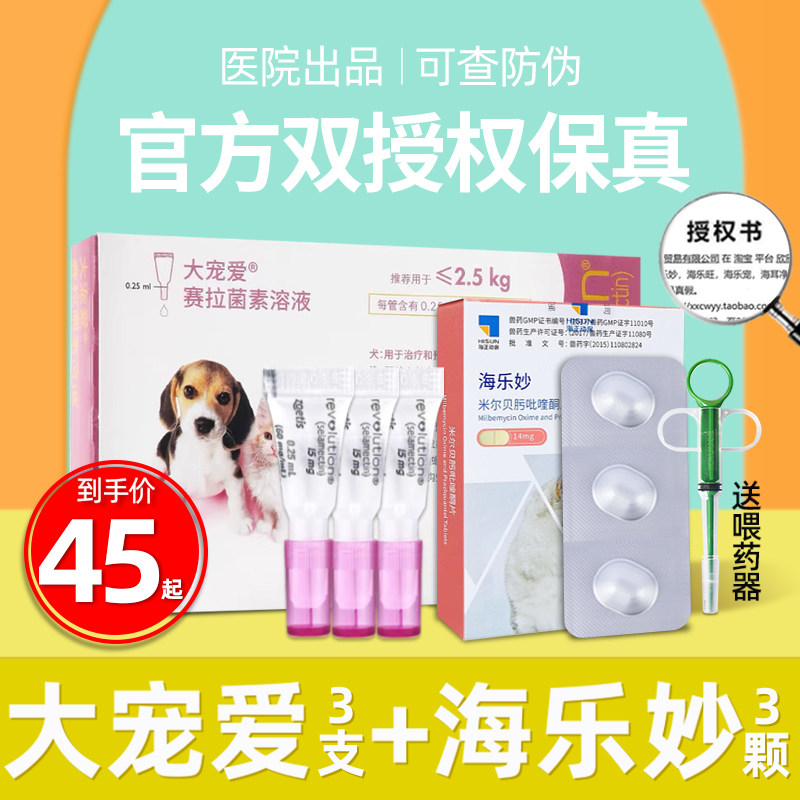 Favourite infestation cat loves the puppy of the puppy in the body of the puppet