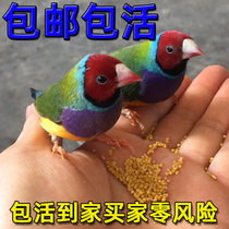 Colorful Live Bird Seven Color Grey white Man ten Sisters bird Green back Purple Chest Green Back White Chest Gold Back Green White Blue Back