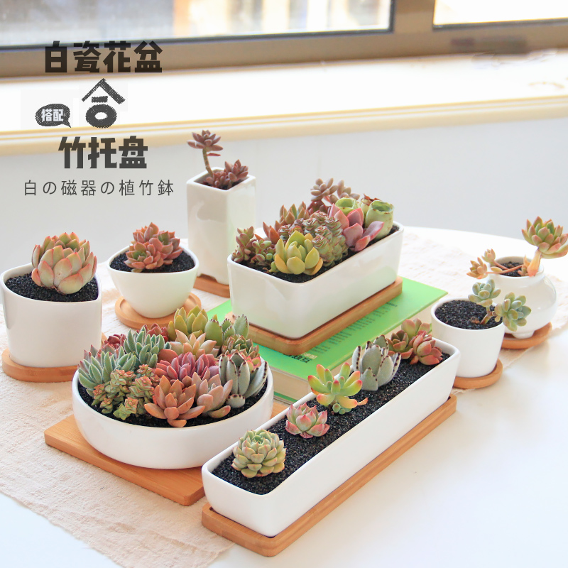 Vegetables and succulent plant flower pot creative meat and meat simple succulent flower pot white porcelain pot succulent ceramic pot with holder