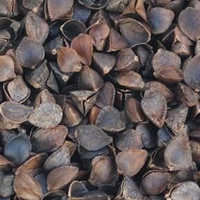 Free Buckwheat Peel Bulk Grain Special Grade Quality 10 Catty Square Pillow With Padding Pillow Core Sweet Buckwheat Shell Bare Peak