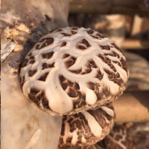 Mingxin Jia Dabie Mountain Farmers Self-planted Flower Mushroom (500 grams of dry goods)