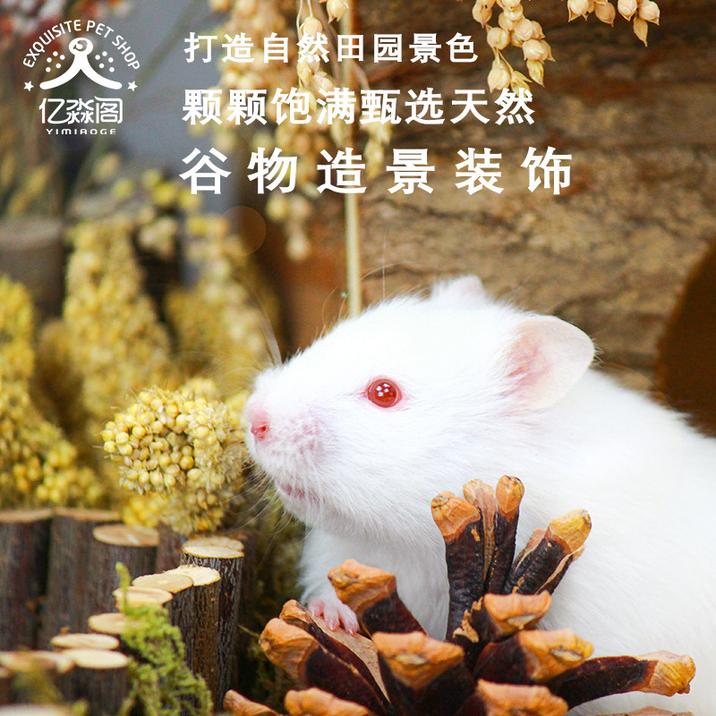 Hamster grain ear wheat sorghum ear golden silk bear nutrition food snacks molar cage decoration landscaping supplies