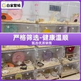 Хомяки были вакцинированы, чтобы отправить клетку золотого шелкового медведя, живой карликовый карликовый карликовый