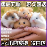 Хомяки были вакцинированы, чтобы отправить клетку золотого шелкового медведя, живой карликовый карликовый карликовый