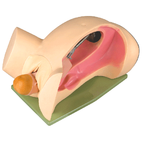 分娩机转示教模型,分娩机转模型,分娩模型