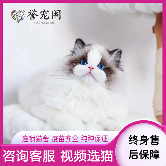 Beijing Chaoyang District puppet cat kitten purebred cat kitten sea double blue double fairy cat pet cat kitten live