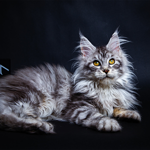 美国缅因猫幼猫纯种库恩猫幼崽宠物猫咪活体活物小猫长毛猫巨型猫